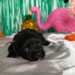 Onyx - Tri-color female Yorkipoo puppy in Clifton, New Jersey from Kdash_yorkies