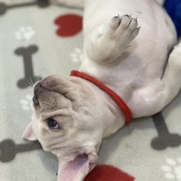 French Bulldog Puppies from Phillips Family Frenchies
