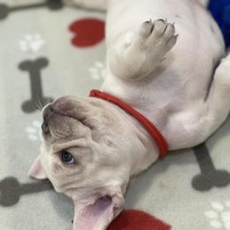 French Bulldog Puppies from Phillips Family Frenchies
