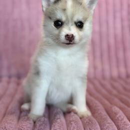 Marigold - Merle female Pomsky puppy in Aberdeen, Idaho from Willow Creek Cresteds