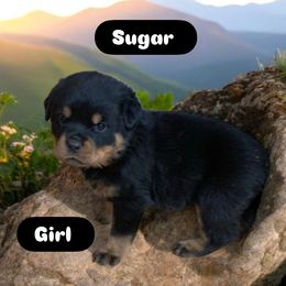 Rottweiler Puppies from Rottweiler Land