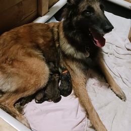 White collar - Mahogany and black female Belgian Tervuren puppy in Metamora, Michigan from Sherry's Time Flies Tervurens