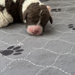 Light pink collar - Parti female Labradoodle puppy in Manor, Texas from The Lovadoodles of Texas