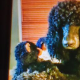 Poodles from Smoky Bear Breeding