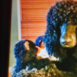 Poodles from Smoky Bear Breeding