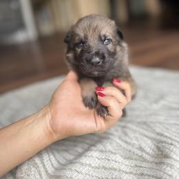 Light Blue Boy - Sable male German Shepherd puppy in Rensselaer Falls, New York from Von Dem Flussufer