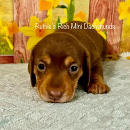 Girl 2 - Chocolate and tan female Dachshund puppy in Lakeland, Florida from Ruthie’s Rich Mini Dachshunds