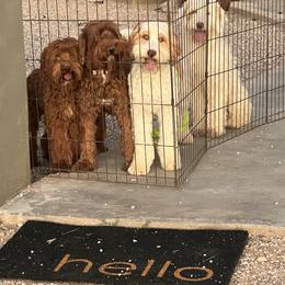 Australian Labradoodle All Grown Up from Cherry Valley Labradoodles