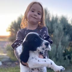 English Setter Puppies from Steens Mountain Setters