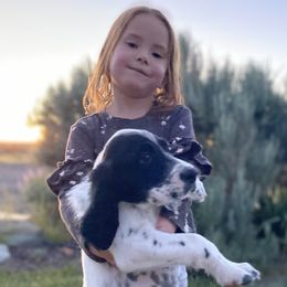 English Setter Puppies from Steens Mountain Setters