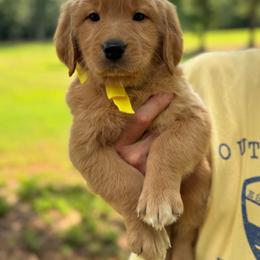 Golden Retriever Female- Yellow - Golden female Golden Retriever puppy in Piedmont, South Carolina from The Farm at Saluda Ridge