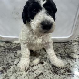 Labradoodle Puppies from Martin Family Doodle