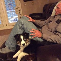 Miniature Australian Shepherd All Grown Up from Eagle Creek Aussies