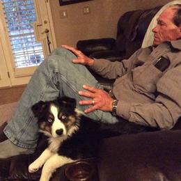 Miniature Australian Shepherd All Grown Up from Eagle Creek Aussies