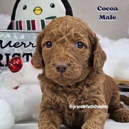 Goldendoodle and Labradoodle Puppies from Grace N Faith Doodles
