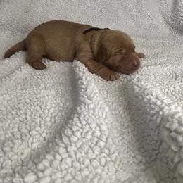 Golden Retriever Puppies from Nomadic Reds