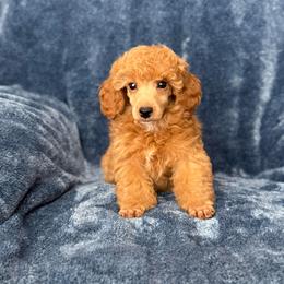 Lewis - Red  male Poodle puppy in Tecumseh, Oklahoma from Poodles in the Garden
