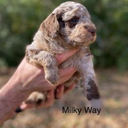 Aussiedoodle Puppies from White River Doodles