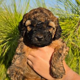 Lilo - Sable female Cockapoo puppy in Indiahoma, Oklahoma from Phamily Doodles