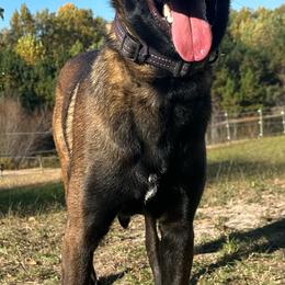 Zorro V - Red sable male Belgian Malinois puppy in Ellerbe, North Carolina from Grand Prix Kennel