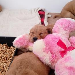 Golden Retriever Puppies from Origins Goldens