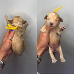 Jessie - Apricot female Goldendoodle puppy in Hot Springs, Arkansas from Hot Springs Kennels