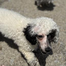 Maybelline - Poodle