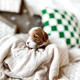 Rafiki - Red  male Goldendoodle puppy in Springville, Utah from Happy Doodle