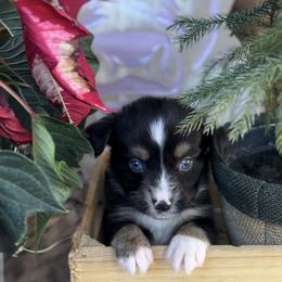 Stripe - Black tri male Miniature Australian Shepherd puppy in Queen Creek, Arizona from Arizona Aussies