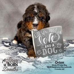 Orion - Orange Collar - Blue merle male Bernedoodle puppy in Jackson, Michigan from A Star is Born Doodles