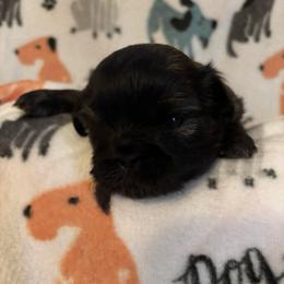 Mocha - Brindle male Shih Tzu puppy in Bluffton, South Carolina from Cuddly Coastal Cuties