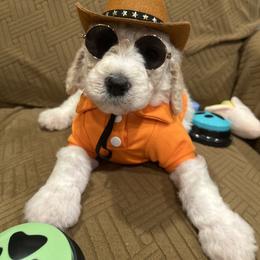 Louie - Parti male Poodle puppy in Mobile, Alabama from Semmy’s Standard Poodle LLC