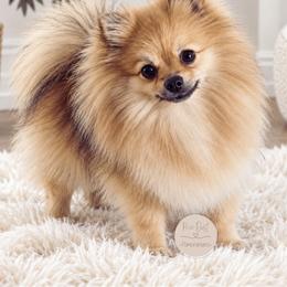 Nova - Pomeranian