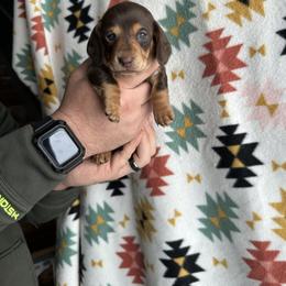 Dachshund Puppies from Thomas Homestead and Rabbitry