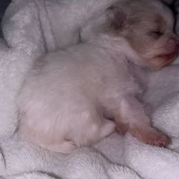 Rains Female - Chocolate merle female Pomeranian puppy in Fayetteville, North Carolina from Tar-heel Poms