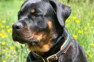 Adult rottweiler in a field of yellow flowers