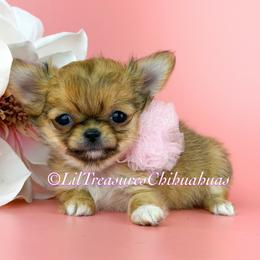 Tiny Harley Quinn - Sable spotted white female Chihuahua puppy in Anderson, South Carolina from Lil Treasures Chihuahuas