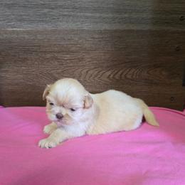 Female 1 - Lilac female Shih Tzu puppy in Meadows Of Dan, Virginia from Walt’s Shih Tzus