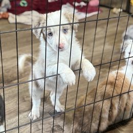 Hoss - Lilac merle male Border Collie puppy in Guffey, Colorado from Sunset Ridge