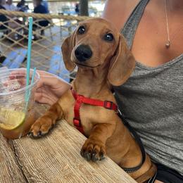 Dachshund Puppies from Army of Dachshunds
