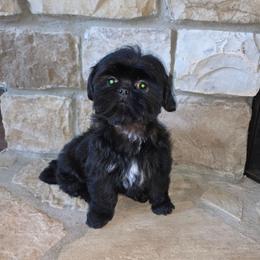 Gizmo - Black male Shih Tzu puppy in Kings Mountain, North Carolina from Britany's Shih Tzus