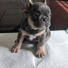 French Bulldog Puppies from Jgrfrenchies