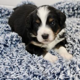 Bernedoodle, Goldendoodle, and Poodle Puppies from Raintree Standard Poodles & Mini Doodles