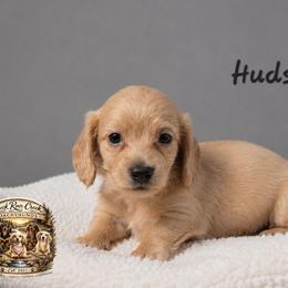 Hudson - Cream male Dachshund puppy in Greenfield, Ohio from Buck Run Creek Dachshunds