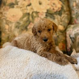 Almond Joy - Apricot female Poodle puppy in St. Johnsbury, Vermont from Poodles of the Northern Woods