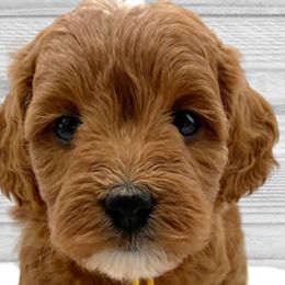 Joy (Yellow Collar) - Apricot Goldendoodle puppy in St. Joseph, Missouri from Majestic Rose Goldendoodles, LLC