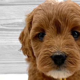 Joy (Yellow Collar) - Apricot Goldendoodle puppy in St. Joseph, Missouri from Majestic Rose Goldendoodles, LLC