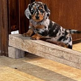Dachshund Puppies from Catt Farms Longhaired Dachshunds