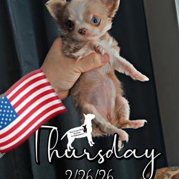 Lilo - Merle female Chihuahua puppy in Kannapolis, North Carolina from East Coast Bull Terriers N Chihuahuas