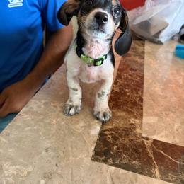 Batman - Black and tan male Dachshund puppy in Mesquite, Texas from 208 Dox Dynasty